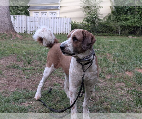 Medium Photo #3 Saint Berdoodle Puppy For Sale in Greenville, SC, USA