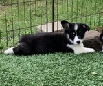 Puppy Tri female 4 Pembroke Welsh Corgi
