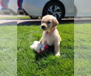English Cream Golden Retriever Puppy for sale in CENTENNIAL, CO, USA