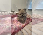 Small Photo #1 Pomeranian Puppy For Sale in OAKWOOD, GA, USA