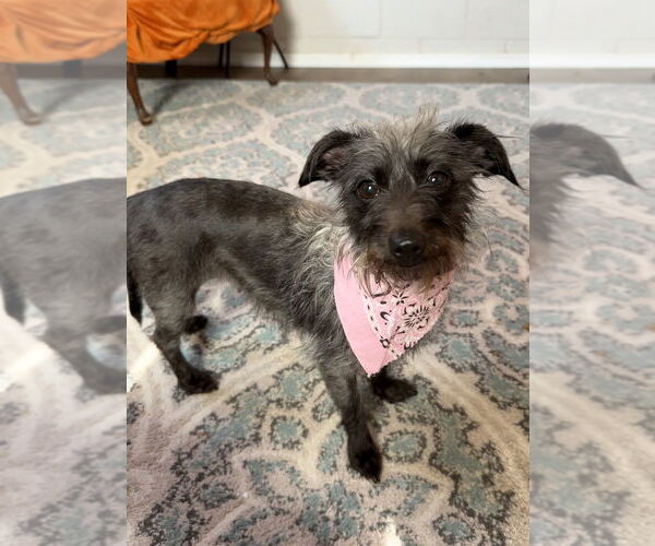 Medium Photo #1 Mutt Puppy For Sale in San Leon, TX, USA