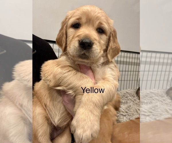 Medium Photo #2 Golden Retriever Puppy For Sale in GRAND RAPIDS, MI, USA