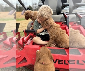 Goldendoodle Puppy for sale in MANSFIELD, MO, USA
