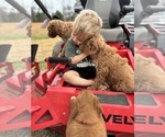 Small Photo #1 Goldendoodle Puppy For Sale in MANSFIELD, MO, USA