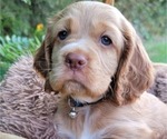 Small #2 Cocker Spaniel