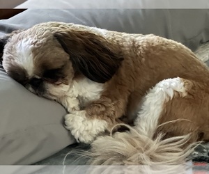 Shih Tzu Dog for Adoption in BLUE SPRINGS, Missouri USA