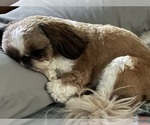 Small Shih Tzu