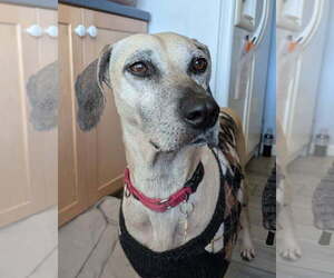 Black Mouth Cur-Unknown Mix Dogs for adoption in Sanford, FL, USA