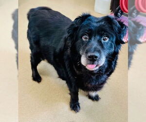 Labrador Retriever Dogs for adoption in Derwood, MD, USA