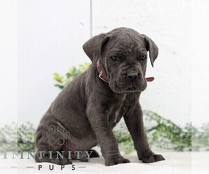 Cane Corso Puppy for sale in GORDONVILLE, PA, USA