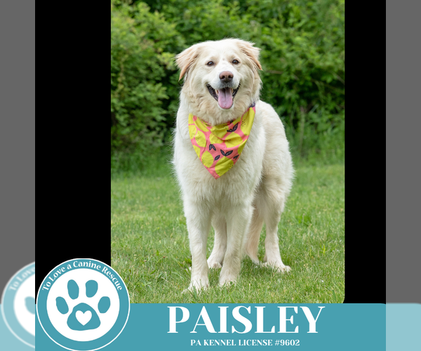 Medium Photo #15 Pyrenees Husky Puppy For Sale in Kimberton, PA, USA
