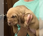Red LM 1 - Male Bloodhound Puppy for Sale - Photo #6