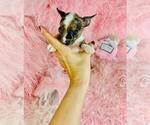 Small #12 Chihuahua