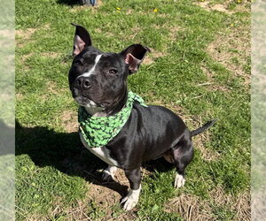 Mutt Dogs for adoption in Murfreesboro, TN, USA
