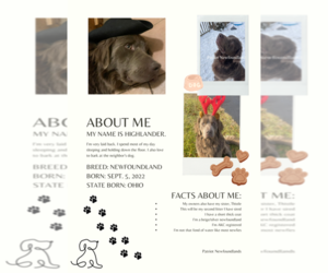 Father of the Newfoundland puppies born on 11/19/2025