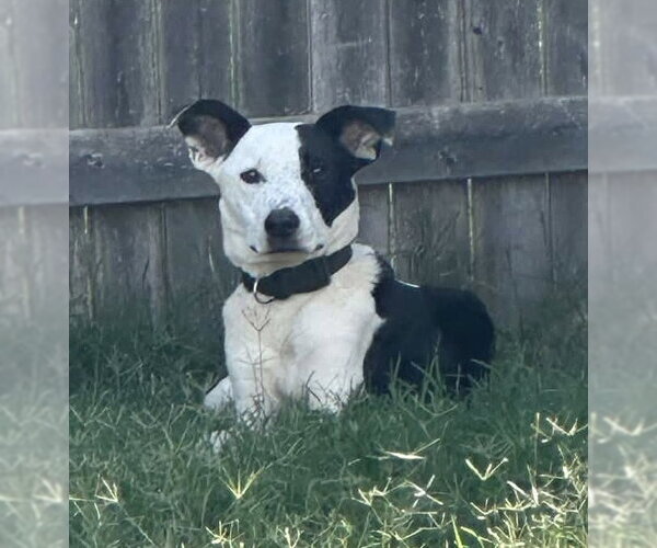 Medium Photo #2 Australian Shepherd-Unknown Mix Puppy For Sale in OKLAHOMA CITY, OK, USA