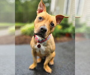 American Pit Bull Terrier-Chihuahua Mix Dogs for adoption in Westminster, MA, USA