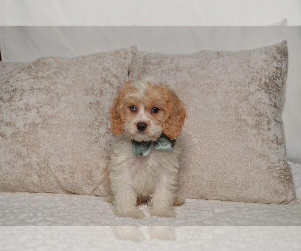 Medium Photo #10 Cavapoo Puppy For Sale in CHRISTIANA, PA, USA