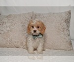 Small #9 Cavapoo