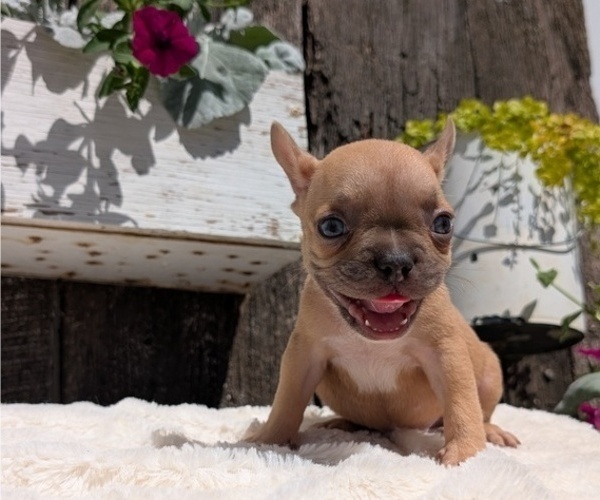Medium Photo #3 French Bulldog Puppy For Sale in GOSHEN, IN, USA