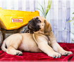 Small Photo #16 Mastiff Puppy For Sale in WAKARUSA, IN, USA