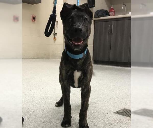 Medium Photo #1 Mutt Puppy For Sale in Conroe, TX, USA