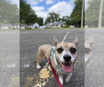 Small #4 Chiweenie