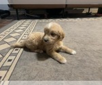 Small Photo #10 Goldendoodle (Miniature) Puppy For Sale in RALEIGH, NC, USA