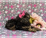 Small Photo #4 Poodle (Miniature) Puppy For Sale in STRASBURG, PA, USA