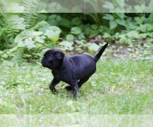 Medium Photo #7 Pug Puppy For Sale in HANNA CITY, IL, USA