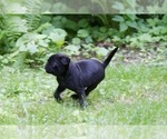 Small #5 Pug