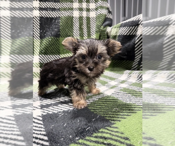 Medium Photo #5 Morkie Puppy For Sale in GUTHRIE, KY, USA
