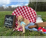 Small #5 Goldendoodle