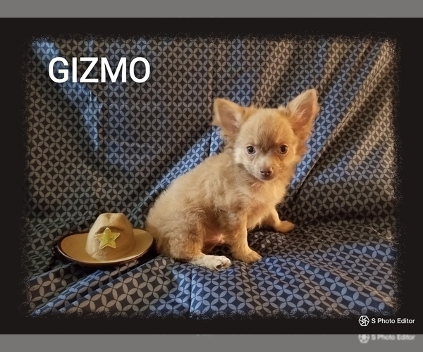 Medium Photo #2 Chihuahua Puppy For Sale in MANSFIELD, TX, USA