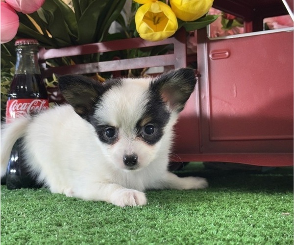 Medium Photo #2 Papillon Puppy For Sale in CANOGA, NY, USA