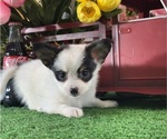 Small #1 Papillon