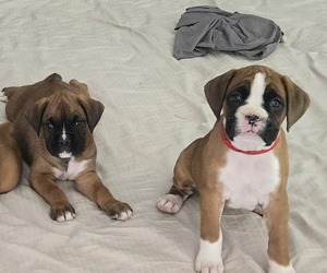 Boxer Puppy for Sale in GALLOWAY, New Jersey USA