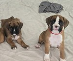 Small Boxer