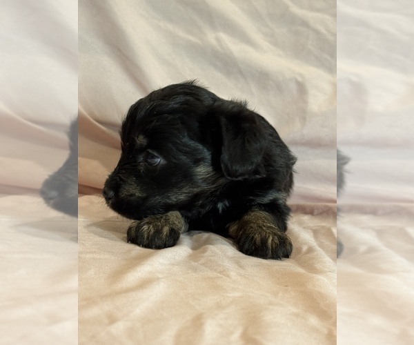 Medium Photo #9 Corgipoo Puppy For Sale in LONGMONT, CO, USA