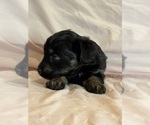Kitten - Female Corgipoo Puppy for Sale - Photo #9
