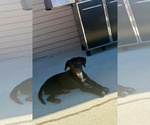 Small #2 Labrador Retriever Mix