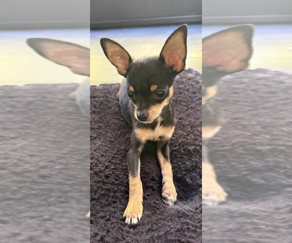 Medium Photo #2 Chihuahua Puppy For Sale in Raleigh, NC, USA