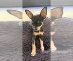 Small Photo #2 Chihuahua Puppy For Sale in Raleigh, NC, USA