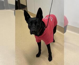 Mutt Dogs for adoption in Placerville, CA, USA