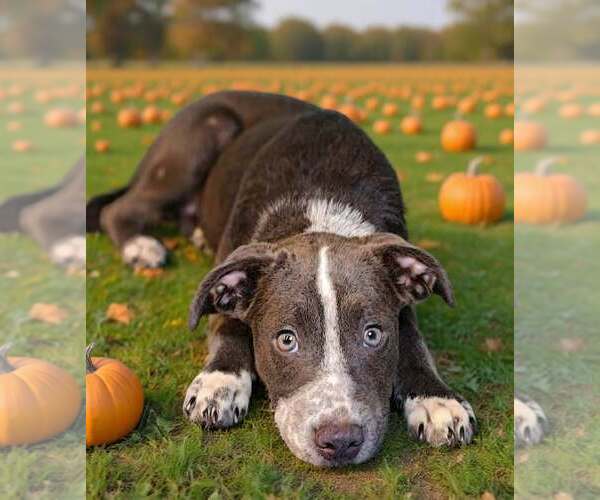 Medium Photo #1 Catahoula Leopard Dog-Unknown Mix Puppy For Sale in Talladega, AL, USA