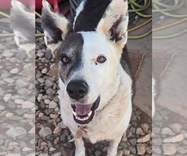 Medium Photo #3 Mutt Puppy For Sale in Cottonwood, AZ, USA