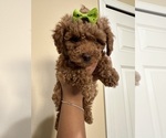 Small Photo #14 Poodle (Toy) Puppy For Sale in NORTH HILLS, CA, USA