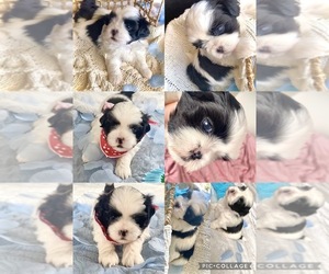 Mal-Shi Puppy for sale in WARREN, MI, USA
