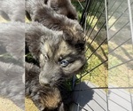 Puppy 1 German Shepherd Dog