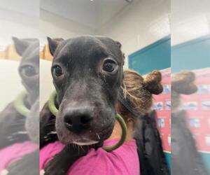 American Pit Bull Terrier Dogs for adoption in Peoria, IL, USA